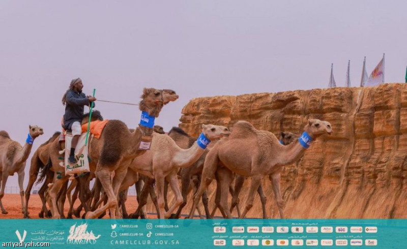 %d9%85%d9%87%d8%b1%d8%ac%d8%a7%d9%86 %d8%a7%d9%84%d8%a5%d8%a8%d9%84 %d8%a7%d9%84%d8%ab%d9%84%d8%a7%d8%ab%d8%a7%d8%a1 %d8%a7%d9%86%d8%b7%d9%84%d8%a7%d9%82 %d9%85%d9%86%d8%a7%d9%81%d8%b3%d8%a7%d8%aa