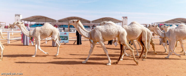 %d9%85%d9%87%d8%b1%d8%ac%d8%a7%d9%86 %d8%a7%d9%84%d8%a5%d8%a8%d9%84 45 %d9%81%d8%b1%d8%af%d9%8a%d8%a9 %d8%aa%d8%aa%d9%86%d8%a7%d9%81%d8%b3 %d9%81%d9%8a %d9%81%d8%a6%d8%a7%d8%aa %d8%a7%d9%84%d8%af