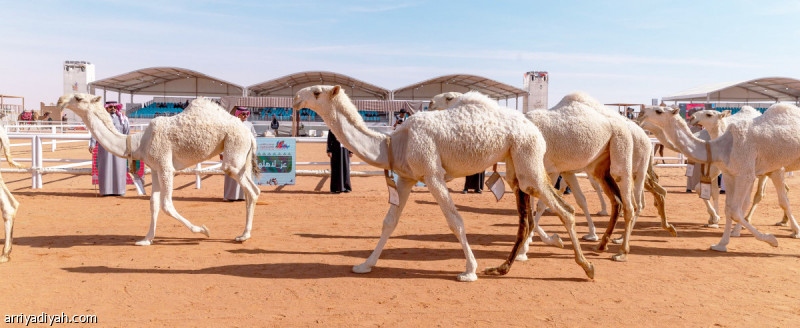 %d9%85%d9%87%d8%b1%d8%ac%d8%a7%d9%86 %d8%a7%d9%84%d8%a5%d8%a8%d9%84 45 %d9%81%d8%b1%d8%af%d9%8a%d8%a9 %d8%aa%d8%aa%d9%86%d8%a7%d9%81%d8%b3 %d9%81%d9%8a %d9%81%d8%a6%d8%a7%d8%aa %d8%a7%d9%84%d8%af