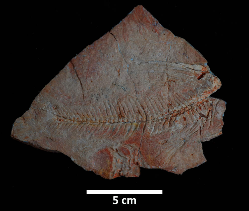 %d8%b9%d9%85%d8%b1%d9%87%d8%a7 56 %d9%85%d9%84%d9%8a%d9%88%d9%86 %d8%b3%d9%86%d8%a9 %d8%a7%d9%83%d8%aa%d8%b4%d8%a7%d9%81 %d8%a8%d9%82%d8%a7%d9%8a%d8%a7 %d9%83%d8%a7%d8%a6%d9%86%d8%a7%d8%aa %d8%a8