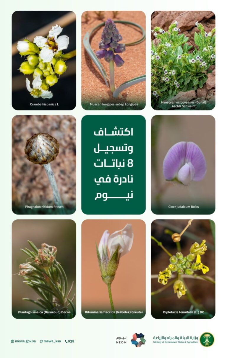 %d8%a7%d9%84%d9%85%d9%85%d9%84%d9%83%d8%a9 %d8%aa%d8%b3%d8%ac%d9%84 8 %d8%a3%d9%86%d9%88%d8%a7%d8%b9%d9%8d %d8%ac%d8%af%d9%8a%d8%af%d8%a9 %d9%85%d9%86 %d8%a7%d9%84%d9%86%d8%a8%d8%a7%d8%aa%d8%a7%d8%aa