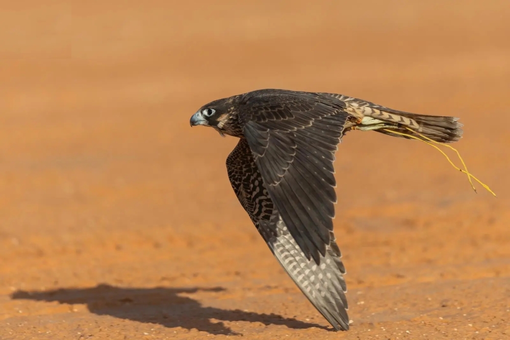 %d9%85%d9%87%d8%b1%d8%ac%d8%a7%d9%86 %d8%a7%d9%84%d9%85%d9%84%d9%83 %d8%b9%d8%a8%d8%af%d8%a7%d9%84%d8%b9%d8%b2%d9%8a%d8%b2 %d8%aa%d9%81%d8%a7%d8%b5%d9%8a%d9%84 %d8%a7%d8%b3%d8%aa%d8%b9%d8%af%d8%a7