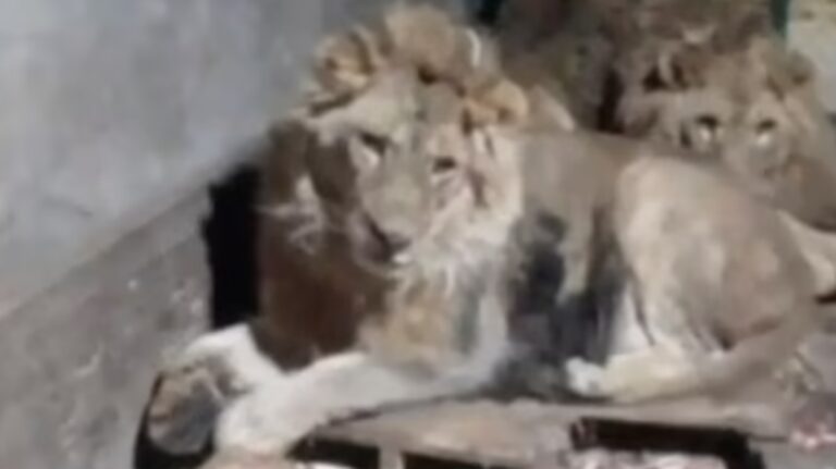 %d8%b5%d9%88%d8%b1 %d9%86%d9%87%d8%a7%d9%8a%d8%aa%d9%87 %d8%a7%d9%84%d9%85%d8%a3%d8%b3%d8%a7%d9%88%d9%8a%d8%a9 %d9%81%d9%8a%d8%af%d9%8a%d9%88 %d9%85%d8%b1%d8%b9%d8%a8 %d9%84%d9%803 %d8%a3%d8%b3