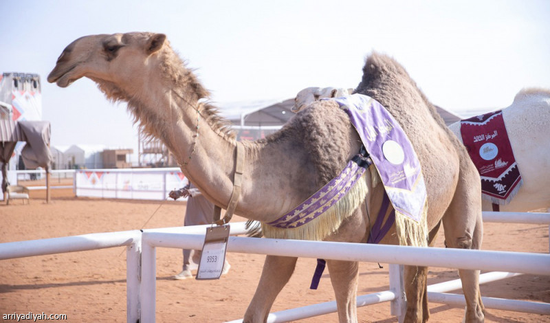 %d8%b9%d9%84%d9%8a%d8%a7%d8%a1 %d8%aa%d8%aa%d8%b2%d8%b9%d9%85 %d8%b4%d9%88%d8%b7 %d9%86%d9%88%d8%b1%d8%a9