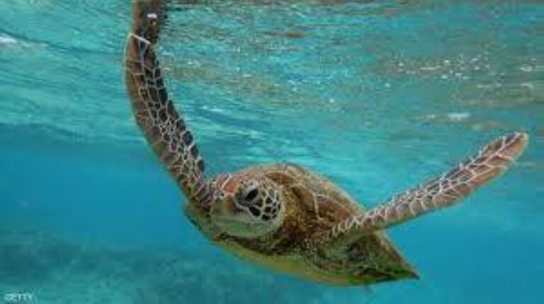 %d8%a7%d9%84%d9%81%d9%84%d8%a8%d9%8a%d9%86 %d9%88%d9%81%d8%a7%d8%a9 3 %d9%88%d8%a5%d8%b5%d8%a7%d8%a8%d8%a9 32 %d8%a2%d8%ae%d8%b1%d9%8a%d9%86 %d8%aa%d9%86%d8%a7%d9%88%d9%84%d9%88%d8%a7 %d9%84%d8%ad