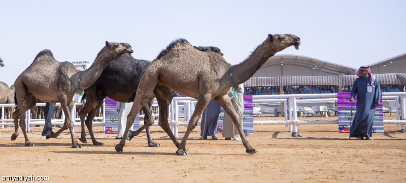 5 %d8%a2%d9%84%d8%a7%d9%81 %d9%85%d8%b4%d8%ac%d8%b9 %d9%8a%d8%aa%d8%a7%d8%a8%d8%b9%d9%88%d9%86 %d8%b4%d9%88%d8%b7 %d8%b3%d9%8a%d9%81 %d8%a7%d9%84%d9%85%d9%84%d9%83