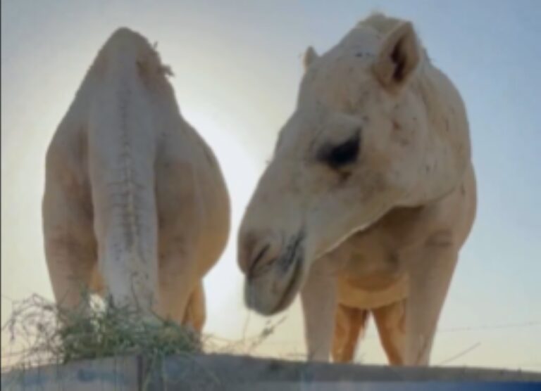 %d8%a7%d9%84%d8%b2%d8%b1%d8%a7%d8%b9%d8%a9 %d8%aa%d8%af%d8%b9%d9%88 %d8%a7%d9%84%d9%85%d8%b1%d8%a8%d9%8a%d9%86 %d9%84%d8%aa%d8%b1%d8%b4%d9%8a%d8%af %d8%a7%d8%b3%d8%aa%d9%87%d9%84%d8%a7%d9%83