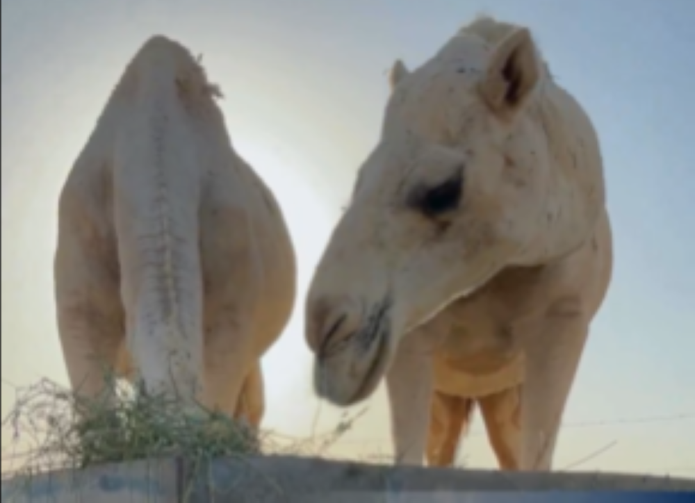 %d8%a7%d9%84%d8%b2%d8%b1%d8%a7%d8%b9%d8%a9 %d8%aa%d8%af%d8%b9%d9%88 %d8%a7%d9%84%d9%85%d8%b1%d8%a8%d9%8a%d9%86 %d9%84%d8%aa%d8%b1%d8%b4%d9%8a%d8%af %d8%a7%d8%b3%d8%aa%d9%87%d9%84%d8%a7%d9%83