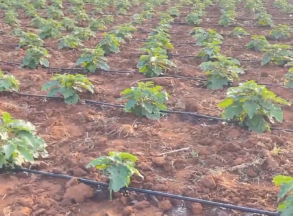 %d8%a7%d9%84%d8%b2%d8%b1%d8%a7%d8%b9%d8%a9 %d8%a7%d9%84%d8%b1%d9%8a %d8%a8%d8%a7%d9%84%d8%aa%d9%86%d9%82%d9%8a%d8%b7 %d8%ae%d9%8a%d8%a7%d8%b1 %d8%a3%d9%85%d8%ab%d9%84 %d9%84%d8%aa%d8%ad%d8%b3