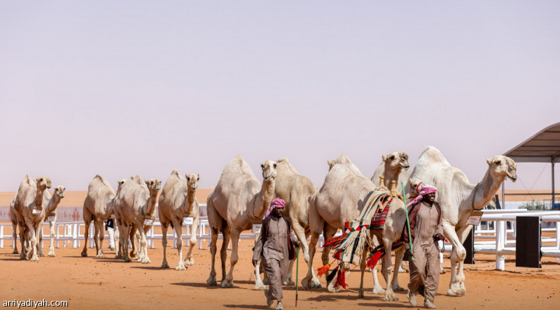 %d9%85%d9%86%d8%a7%d9%81%d8%b3%d8%a7%d8%aa %d8%a7%d9%84%d8%ac%d9%84 %d8%a7%d9%84%d8%b1%d8%a7%d8%ac%d8%ad%d9%8a %d9%88%d8%a7%d8%a8%d9%86 %d8%ac%d8%ae%d8%af%d8%a8 %d9%88%d8%a7%d9%84%d8%ad