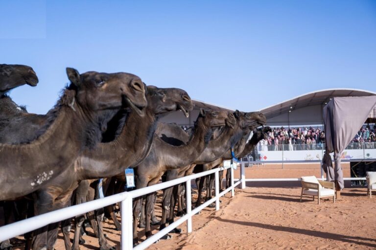 10 %d9%81%d8%a7%d8%a6%d8%b2%d9%8a%d9%86 %d9%81%d9%8a %d8%a7%d9%84%d9%8a%d9%88%d9%85 %d8%a7%d9%84%d9%8015 %d9%85%d9%87%d8%b1%d8%ac%d8%a7%d9%86 %d8%a7%d9%84%d8%a5%d8%a8%d9%84 %d9%8a%d8%ae%d8%aa