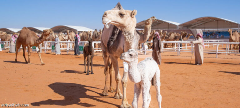 %d8%aa%d8%b1%d9%82%d9%8a%d9%85 %d9%81%d8%b1%d8%af%d9%8a%d8%a7%d8%aa %d8%a7%d9%84%d9%85%d9%86%d9%82%d9%8a%d8%a7%d8%aa %d8%ae%d8%b7%d9%88%d8%a9 %d8%a7%d9%84%d9%85%d9%87%d8%b1%d8%ac%d8%a7%d9%86 %d8%a7