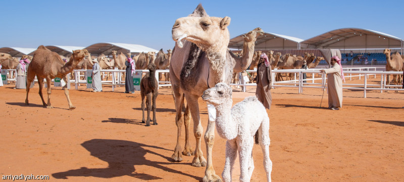 %d8%aa%d8%b1%d9%82%d9%8a%d9%85 %d9%81%d8%b1%d8%af%d9%8a%d8%a7%d8%aa %d8%a7%d9%84%d9%85%d9%86%d9%82%d9%8a%d8%a7%d8%aa %d8%ae%d8%b7%d9%88%d8%a9 %d8%a7%d9%84%d9%85%d9%87%d8%b1%d8%ac%d8%a7%d9%86 %d8%a7