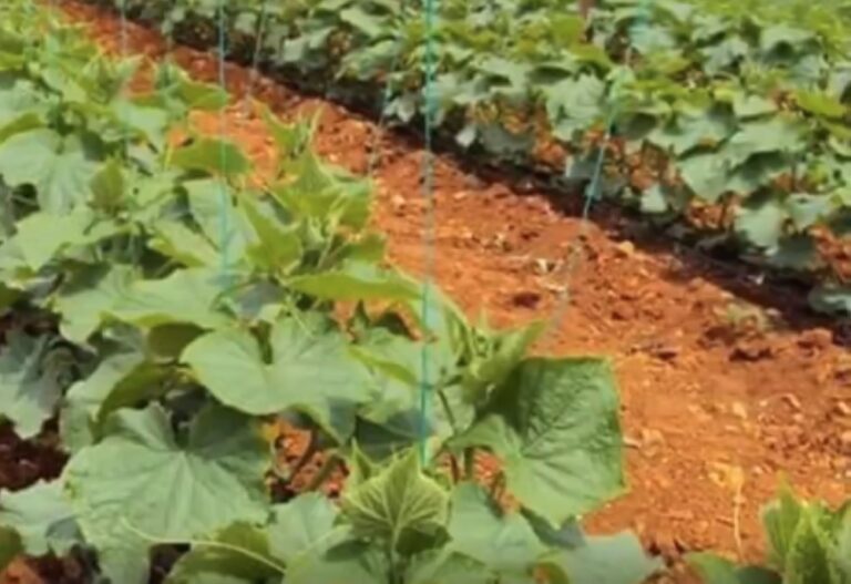 %d8%a7%d9%84%d8%a8%d9%8a%d8%a6%d8%a9 1 5 %d9%85%d8%aa%d8%b1 %d8%a8%d9%8a%d9%86 %d8%ae%d8%b7%d9%88%d8%b7 %d8%a7%d9%84%d8%ae%d9%8a%d8%a7%d8%b1 %d9%8840 %d8%b3%d9%85 %d8%a8%d9%8a%d9%86 %d8%a7%d9%84