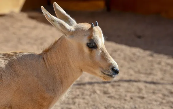 %d9%88%d9%84%d8%a7%d8%af%d8%a9 %d9%85%d9%87%d8%a7 %d8%b9%d8%b1%d8%a8%d9%8a %d8%ac%d8%af%d9%8a%d8%af %d9%81%d9%8a %d9%85%d8%ad%d9%85%d9%8a%d8%a9 %d8%a7%d9%84%d8%a3%d9%85%d9%8a%d8%b1 %d9%85%d8%ad%d9%85