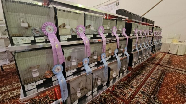 250 %d8%b7%d8%a7%d8%a6%d8%b1 %d8%b2%d9%8a%d8%a8%d8%b1%d8%a7 %d8%aa%d8%aa%d9%86%d8%a7%d9%81%d8%b3 %d8%b9%d9%84%d9%89 %d8%a3%d9%81%d8%b6%d9%84 %d8%b7%d9%8a%d8%b1 %d9%81%d9%8a %d8%a7%d9%84%d9%85