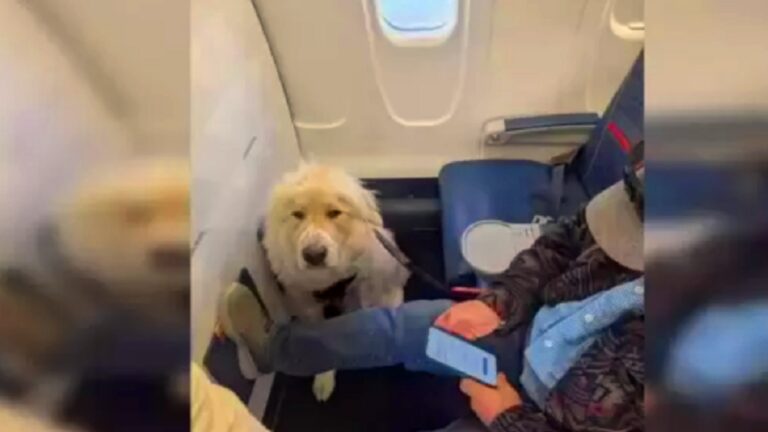 %d8%b4%d8%b1%d9%83%d8%a9 %d8%b7%d9%8a%d8%b1%d8%a7%d9%86 %d8%a3%d9%85%d9%8a%d8%b1%d9%83%d9%8a%d8%a9 %d8%aa%d8%ac%d8%a8%d8%b1 %d8%b1%d8%a7%d9%83%d8%a8%d8%a7%d9%8b %d8%b9%d9%84%d9%89 %d8%a7%d9%84%d8%aa