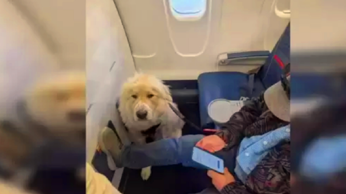 %d8%b4%d8%b1%d9%83%d8%a9 %d8%b7%d9%8a%d8%b1%d8%a7%d9%86 %d8%a3%d9%85%d9%8a%d8%b1%d9%83%d9%8a%d8%a9 %d8%aa%d8%ac%d8%a8%d8%b1 %d8%b1%d8%a7%d9%83%d8%a8%d8%a7%d9%8b %d8%b9%d9%84%d9%89 %d8%a7%d9%84%d8%aa