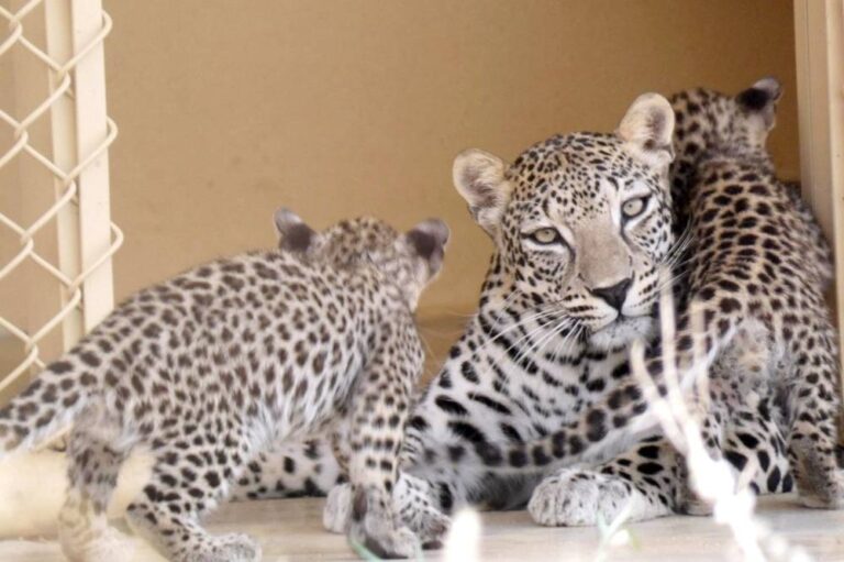 %d8%a7%d9%84%d9%87%d9%8a%d8%a6%d8%a9 %d8%a7%d9%84%d9%85%d9%84%d9%83%d9%8a%d8%a9 %d9%84%d9%85%d8%ad%d8%a7%d9%81%d8%b8%d8%a9 %d8%a7%d9%84%d8%b9%d9%8f%d9%84%d8%a7 %d8%aa%d8%ad%d8%aa%d9%81%d9%8a %d8%a8