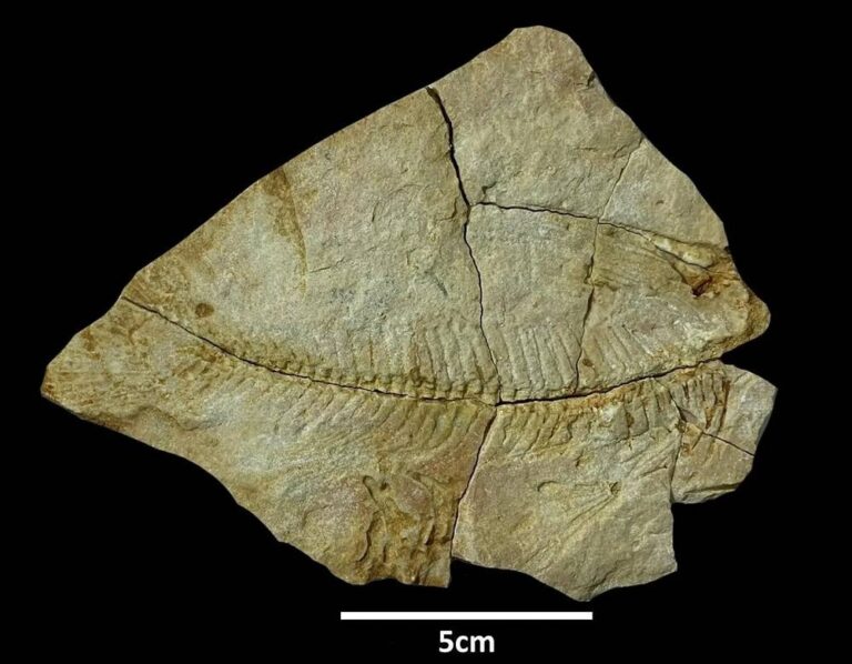 %d8%a7%d9%83%d8%aa%d8%b4%d8%a7%d9%81 %d8%aa%d8%a7%d8%b1%d9%8a%d8%ae%d9%8a %d9%84%d8%a8%d9%82%d8%a7%d9%8a%d8%a7 %d9%83%d8%a7%d8%a6%d9%86%d8%a7%d8%aa %d8%a8%d8%ad%d8%b1%d9%8a%d8%a9 %d8%b9%d9%85%d8%b1