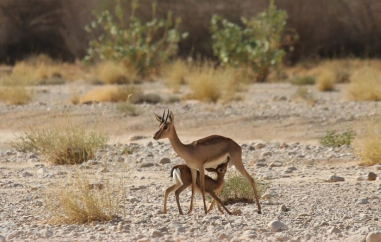 %d8%a7%d9%84%d8%ad%d9%8a%d8%a7%d8%a9 %d8%a7%d9%84%d9%81%d8%b7%d8%b1%d9%8a%d8%a9 %d8%aa%d8%b7%d9%84%d9%82 95 %d9%83%d8%a7%d8%a6%d9%86%d9%8b%d8%a7 %d9%85%d9%87%d8%af%d8%af%d9%8b%d8%a7 %d8%a8%d8%a7