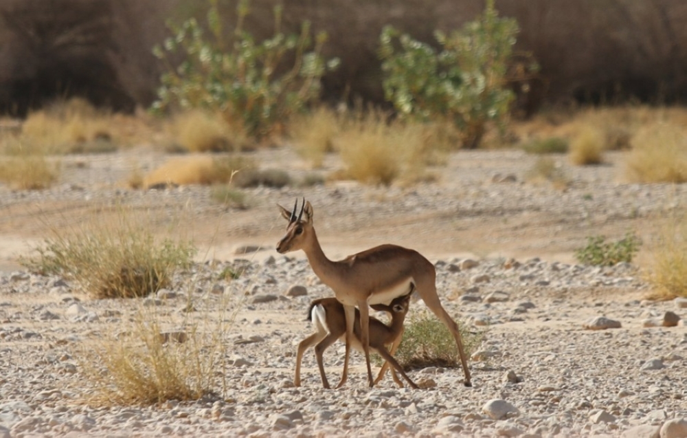 %d8%a7%d9%84%d8%ad%d9%8a%d8%a7%d8%a9 %d8%a7%d9%84%d9%81%d8%b7%d8%b1%d9%8a%d8%a9 %d8%aa%d8%b7%d9%84%d9%82 95 %d9%83%d8%a7%d8%a6%d9%86%d9%8b%d8%a7 %d9%85%d9%87%d8%af%d8%af%d9%8b%d8%a7 %d8%a8%d8%a7