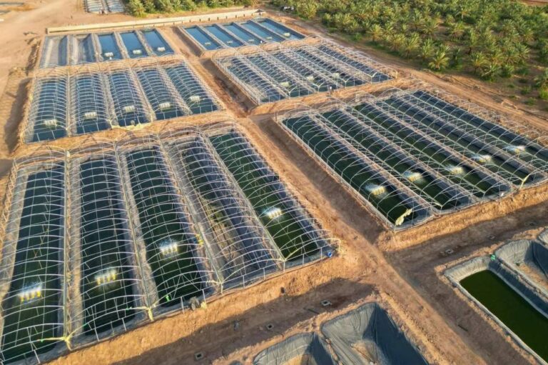 342 %d9%85%d8%b4%d8%b1%d9%88%d8%b9 %d8%a7%d8%b3%d8%aa%d8%b2%d8%b1%d8%a7%d8%b9 %d8%b3%d9%85%d9%83%d9%8a %d9%81%d9%8a %d8%a7%d9%84%d8%b3%d8%b9%d9%88%d8%af%d9%8a%d8%a9 %d8%a8%d9%86%d9%85%d9%88 12 %d9%85