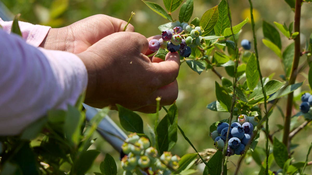 %d9%81%d8%a7%d9%83%d9%87%d8%a9 %d9%85%d8%ad%d8%a8%d8%a8%d8%a9 %d8%ac%d8%af%d8%a7%d9%8b %d9%85%d9%87%d8%af%d8%af%d8%a9 %d8%a8%d8%a7%d9%84%d8%a7%d8%ae%d8%aa%d9%81%d8%a7%d8%a1 %d9%85%d9%86 %d8%a7%d9%84