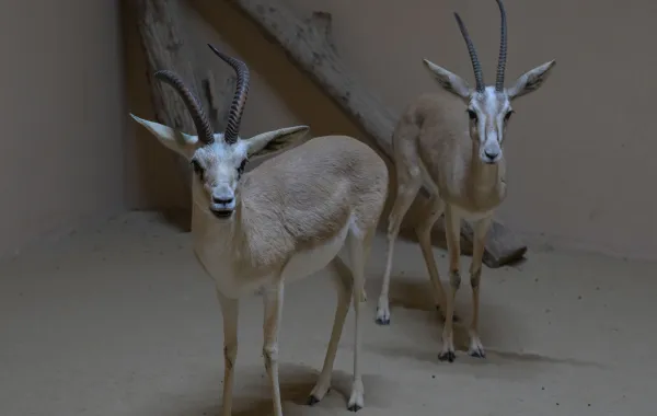 %d9%85%d8%ad%d9%85%d9%8a%d8%a9 %d8%a7%d9%84%d9%86%d9%88%d8%a7%d8%af%d8%b1 %d9%88%d8%ac%d9%87%d8%a9 %d8%a7%d8%b3%d8%aa%d8%ab%d9%86%d8%a7%d8%a6%d9%8a%d8%a9 %d8%a8%d9%85%d9%87%d8%b1%d8%ac%d8%a7%d9%86