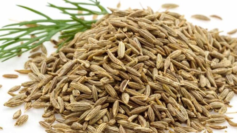 %d9%8a%d8%b3%d8%ad%d9%82 %d8%a7%d9%84%d9%83%d9%88%d9%84%d9%8a%d8%b3%d8%aa%d8%b1%d9%88%d9%84 %d9%88%d9%8a%d9%82%d9%8a %d9%85%d9%86 %d8%a7%d9%84%d8%b3%d8%b1%d8%b7%d8%a7%d9%86 %d9%86%d9%88%d8%b9