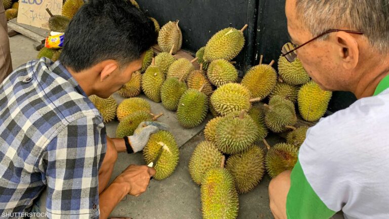 %d9%83%d9%8a%d9%81 %d8%aa%d8%ad%d9%88%d9%84%d8%aa %d9%81%d8%a7%d9%83%d9%87%d8%a9 %d8%a7%d9%84%d8%b1%d8%a7%d8%a6%d8%ad%d8%a9 %d8%a7%d9%84%d9%83%d8%b1%d9%8a%d9%87%d8%a9 %d8%a5%d9%84%d9%89 %d9%83