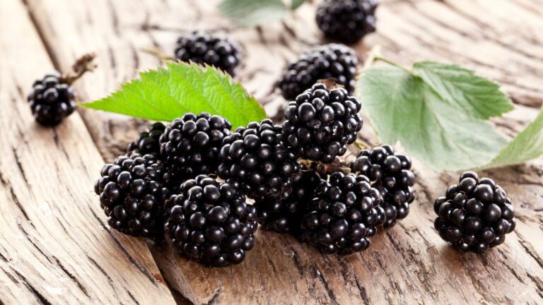 %d8%a7%d9%84%d8%b0%d9%87%d8%a8 %d8%a7%d9%84%d8%a3%d8%b3%d9%88%d8%af %d9%81%d8%a7%d9%83%d9%87%d8%a9 %d8%b3%d8%ad%d8%b1%d9%8a%d8%a9 %d9%84%d8%b9%d9%84%d8%a7%d8%ac %d8%a7%d9%84%d8%a3%d9%85%d8%b1%d8%a7