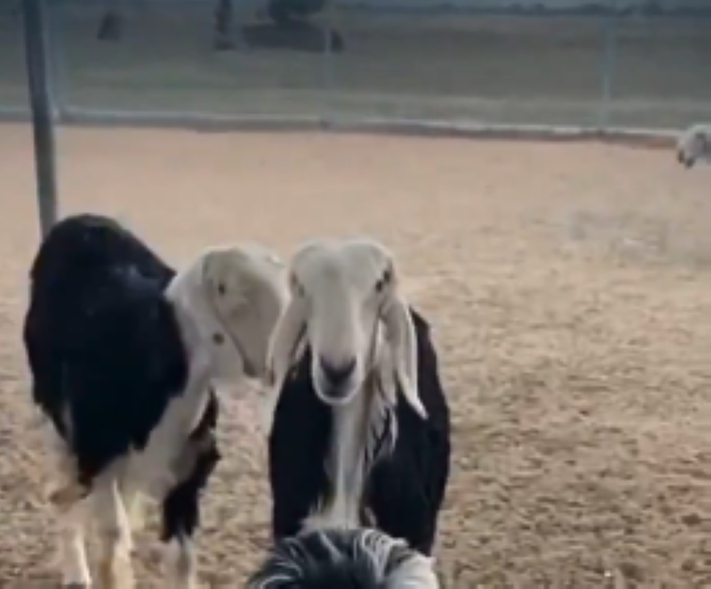 %d8%a7%d9%84%d8%a5%d8%b1%d8%b4%d8%a7%d8%af %d8%a7%d9%84%d8%b2%d8%b1%d8%a7%d8%b9%d9%8a %d9%8a%d8%af%d8%b9%d9%88 %d9%85%d8%b1%d8%a8%d9%8a %d8%a7%d9%84%d9%85%d8%a7%d8%b4%d9%8a%d8%a9 %d9%84%d8%aa