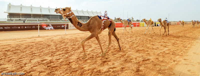 %d9%85%d9%87%d8%b1%d8%ac%d8%a7%d9%86 %d8%a7%d9%84%d9%87%d8%ac%d9%86 %d8%a7%d9%84%d8%b3%d8%b9%d9%88%d8%af%d9%8a%d9%88%d9%86 %d9%8a%d8%aa%d8%b5%d8%af%d8%b1%d9%88%d9%86 11 %d8%b4%d9%88%d8%b7%d8%a7