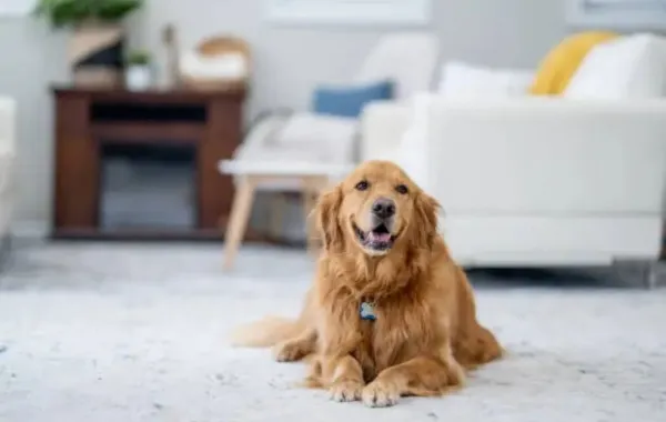 %d9%8a%d8%ad%d9%81%d8%b8 %d8%a3%d9%83%d8%ab%d8%b1 %d9%85%d9%86 200 %d9%83%d9%84%d9%85%d8%a9 %d8%aa%d8%b9%d8%b1%d9%81%d9%88%d8%a7 %d8%a5%d9%84%d9%89 %d8%a3%d8%b0%d9%83%d9%89 %d9%83%d9%84%d8%a8 %d9%81