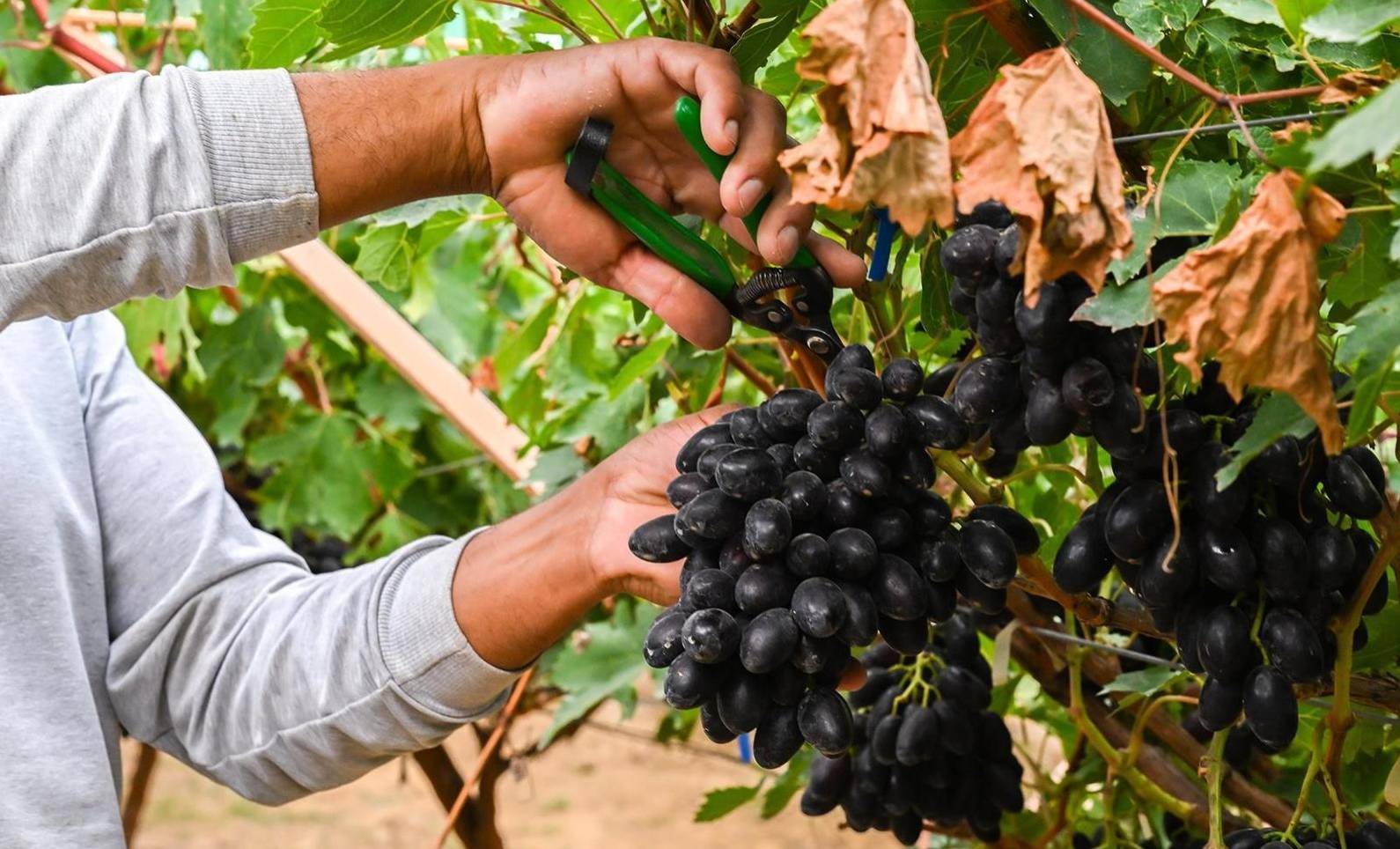 38 3 %d9%85%d9%84%d9%8a%d8%a7%d8%b1 %d8%b1%d9%8a%d8%a7%d9%84 %d8%a7%d9%84%d8%a5%d9%86%d8%aa%d8%a7%d8%ac %d8%a7%d9%84%d9%85%d8%ad%d9%84%d9%8a %d9%85%d9%86 %d8%a7%d9%84%d9%85%d8%ad%d8%a7%d8%b5%d9%8a