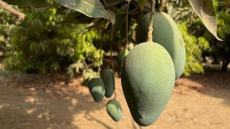 10 %d9%81%d9%88%d8%a7%d9%83%d9%87 %d9%8a%d8%ac%d8%a8 %d8%a3%d9%86 %d8%aa%d8%a4%d9%83%d9%84 %d8%a8%d9%82%d8%b4%d8%b1%d8%aa%d9%87%d8%a7 %d9%85%d9%86 %d8%a8%d9%8a%d9%86%d9%87%d8%a7 %d8%a7