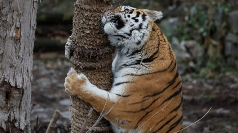 %d8%a3%d8%b9%d8%af%d9%85%d9%88%d8%a7 %d8%a7%d9%84%d8%ad%d9%8a%d9%88%d8%a7%d9%86%d8%a7%d8%aa %d8%b9%d9%86%d8%af%d9%85%d8%a7 %d8%aa%d9%83%d8%a8%d8%b1 %d8%a8%d8%a7%d9%84%d8%b3%d9%86 %d8%aa%d9%88