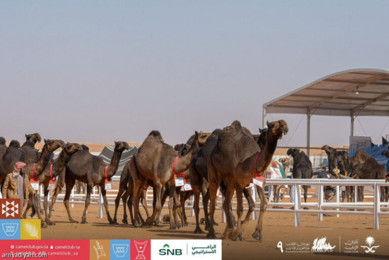 %d9%85%d9%87%d8%b1%d8%ac%d8%a7%d9%86 %d8%a7%d9%84%d8%a5%d8%a8%d9%84 %d8%a7%d9%86%d8%b7%d9%84%d8%a7%d9%82 %d9%85%d9%86%d8%a7%d9%81%d8%b3%d8%a7%d8%aa %d8%a7%d9%84%d9%81%d8%ad%d9%84 %d8%a7%d9%84%d9%85