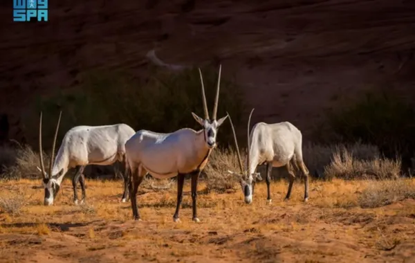 %d8%a5%d8%b7%d9%84%d8%a7%d9%82 134 %d9%83%d8%a7%d8%a6%d9%86%d9%8b%d8%a7 %d9%85%d9%87%d8%af%d8%af%d9%8b%d8%a7 %d8%a8%d8%a7%d9%84%d8%a7%d9%86%d9%82%d8%b1%d8%a7%d8%b6 %d9%81%d9%8a %d9%85%d8%ad%d9%85