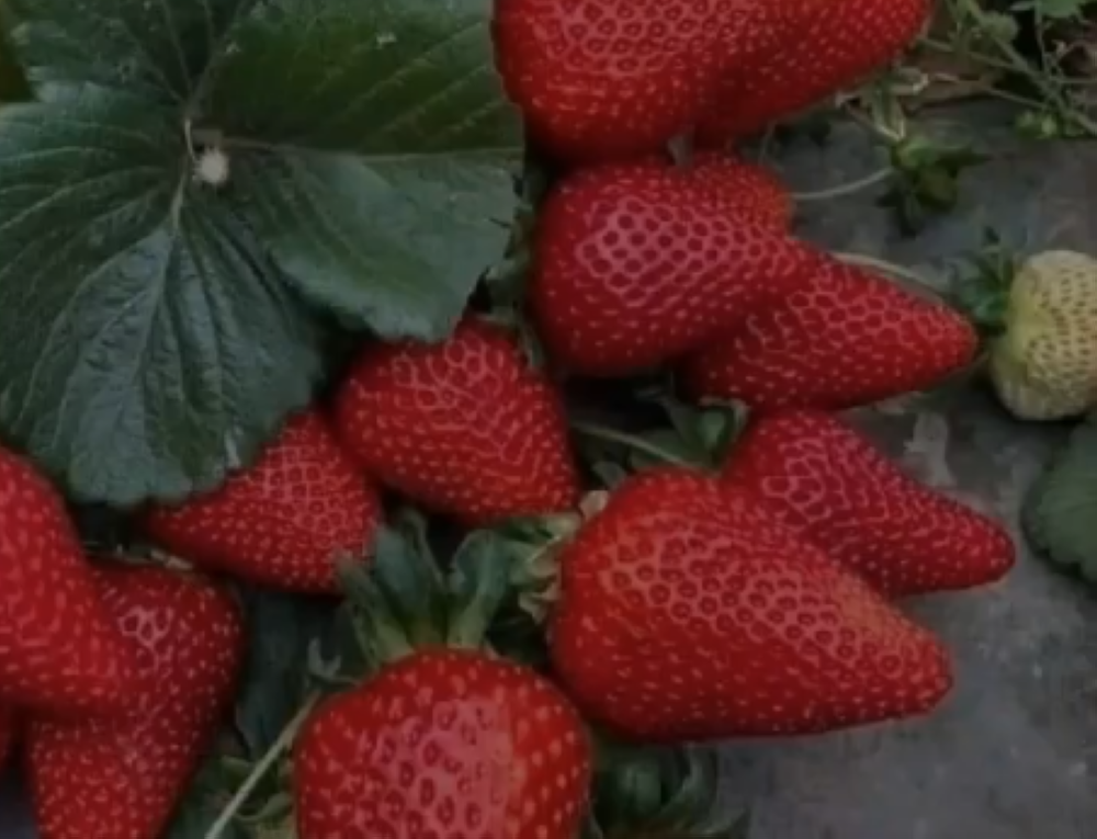 %d8%a7%d9%84%d8%b2%d8%b1%d8%a7%d8%b9%d8%a9 %d8%a7%d9%84%d9%81%d8%b1%d8%a7%d9%88%d9%84%d8%a9 %d8%ae%d9%8a%d8%a7%d8%b1 %d8%b2%d8%b1%d8%a7%d8%b9%d9%8a %d9%85%d8%ab%d8%a7%d9%84%d9%8a %d9%84%d9%84