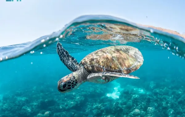 %d9%85%d8%a7 %d8%af%d9%88%d8%b1 %d8%a7%d9%84%d8%b3%d9%84%d8%a7%d8%ad%d9%81 %d8%a7%d9%84%d8%ae%d8%b6%d8%b1%d8%a7%d8%a1 %d9%81%d9%8a %d8%b9%d8%b2%d9%8a%d8%b2 %d8%a7%d9%84%d8%a7%d8%b3%d8%aa%d8%af%d8%a7