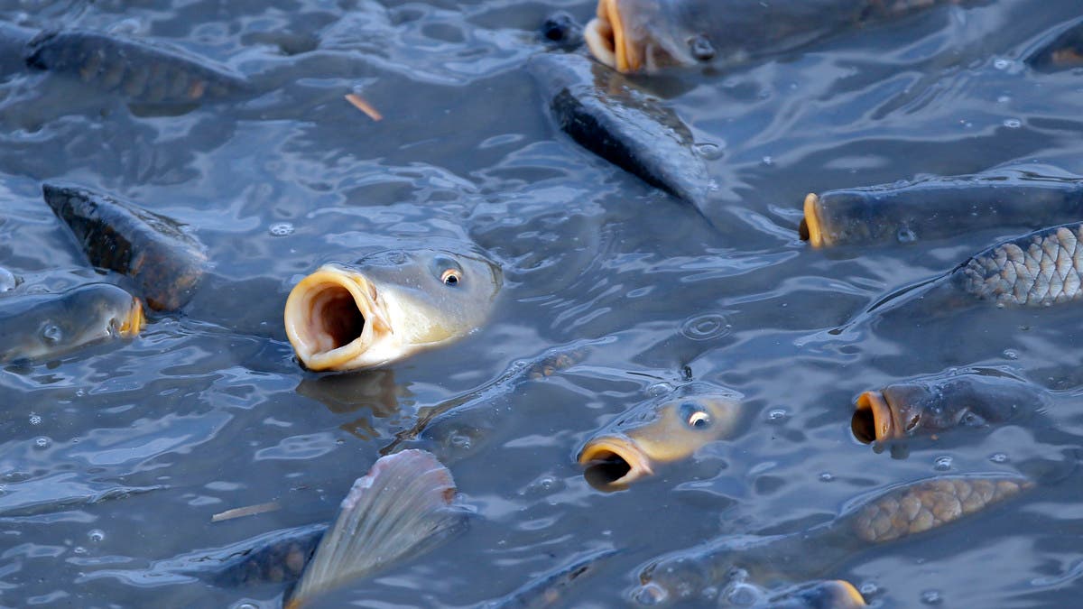 %d8%b1%d8%a8%d8%b9 %d8%ad%d9%8a%d9%88%d8%a7%d9%86%d8%a7%d8%aa %d8%a7%d9%84%d9%85%d9%8a%d8%a7%d9%87 %d8%a7%d9%84%d8%b9%d8%b0%d8%a8%d8%a9 %d9%85%d9%87%d8%af%d8%af%d8%a9 %d8%a8%d8%a7%d9%84%d8%a7%d9%86