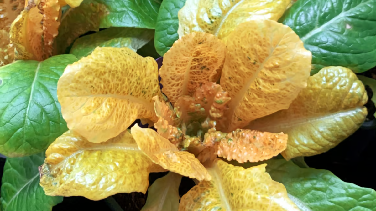 %d9%82%d9%86%d8%a8%d9%84%d8%a9 %d9%81%d9%8a%d8%aa%d8%a7%d9%85%d9%8a%d9%86%d8%a7%d8%aa %d9%86%d9%88%d8%b9 %d9%85%d9%86 %d8%a7%d9%84%d8%ae%d8%b3 %d9%8a%d8%ad%d8%af%d8%ab %d8%a7%d9%84%d9%81%d8%a7%d8%b1