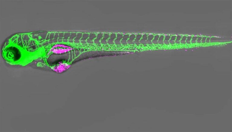 %d9%87%d9%84 %d8%aa%d9%83%d9%88%d9%86 %d8%a7%d9%84%d8%a3%d8%b3%d9%85%d8%a7%d9%83 %d8%b3%d8%a8%d8%a8%d8%a7%d9%8b %d9%84%d8%a7%d9%83%d8%aa%d8%b4%d8%a7%d9%81 %d8%b9%d9%84%d8%a7%d8%ac %d8%a7%d9%84%d8%a3