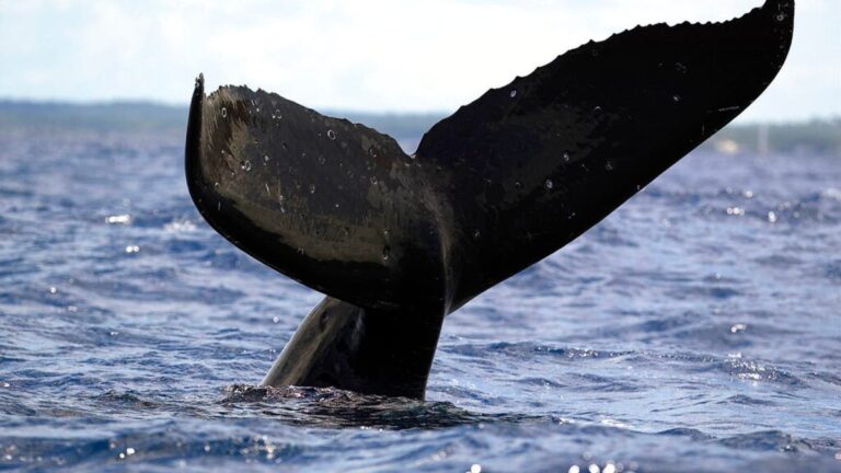 %d9%85%d8%b4%d9%87%d8%af %d9%84%d8%a7 %d9%8a%d8%b5%d8%af%d9%82 %d8%a7%d8%a8%d8%aa%d9%84%d8%b9%d9%87 %d8%ad%d9%88%d8%aa %d8%ab%d9%85 %d8%a8%d8%b5%d9%82%d9%87 %d8%a3%d9%85%d8%a7%d9%85 %d9%86%d8%a7