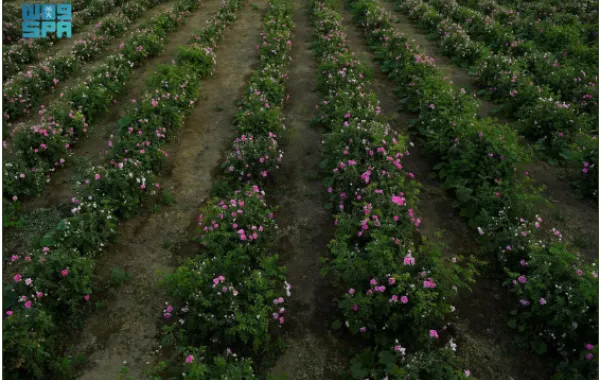 %d8%a7%d9%87%d8%aa%d9%85%d8%a7%d9%85 %d8%ae%d8%a7%d8%b5 %d8%a8%d8%a7%d9%84%d9%88%d8%b1%d8%af %d8%a7%d9%84%d8%b7%d8%a7%d8%a6%d9%81%d9%8a %d9%82%d8%a8%d9%84 %d8%b4%d9%87%d8%b1 %d8%b1%d9%85%d8%b6%d8%a7