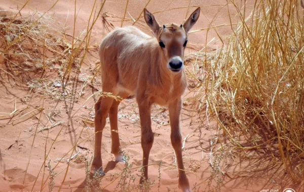 %d9%88%d9%84%d8%a7%d8%af%d8%a9 %d8%a3%d9%88%d9%84 %d8%b5%d8%ba%d8%a7%d8%b1 %d8%a7%d9%84%d9%85%d9%87%d8%a7 %d8%a7%d9%84%d8%b9%d8%b1%d8%a8%d9%8a %d8%a8%d9%85%d8%ad%d9%85%d9%8a%d8%a9 %d8%b9%d8%b1%d9%88