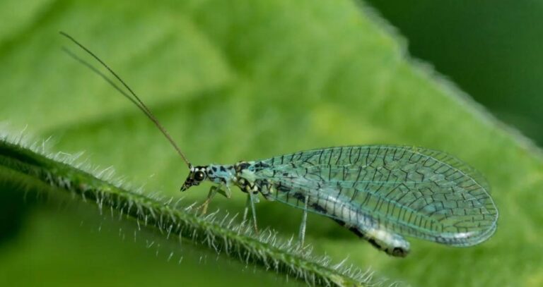 %d9%84%d9%85%d8%a7%d8%b0%d8%a7 %d8%a3%d9%86%d8%aa%d8%ac%d8%aa %d8%b3%d9%88%d8%b1%d9%8a%d8%a9 5 %d9%85%d9%84%d8%a7%d9%8a%d9%8a%d9%86 %d9%85%d9%86 %d8%ad%d8%b4%d8%b1%d8%a9 %d8%a3%d8%b3%d8%af