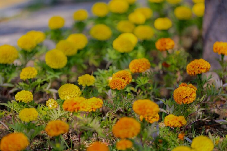 136 %d9%85%d8%a8%d8%a7%d8%af%d8%b1%d8%a9 %d8%aa%d8%b7%d9%88%d8%b9%d9%8a%d8%a9 %d9%84%d8%aa%d9%86%d9%85%d9%8a%d8%a9 %d8%a7%d9%84%d8%ba%d8%b7%d8%a7%d8%a1 %d8%a7%d9%84%d9%86%d8%a8%d8%a7%d8%aa%d9%8a